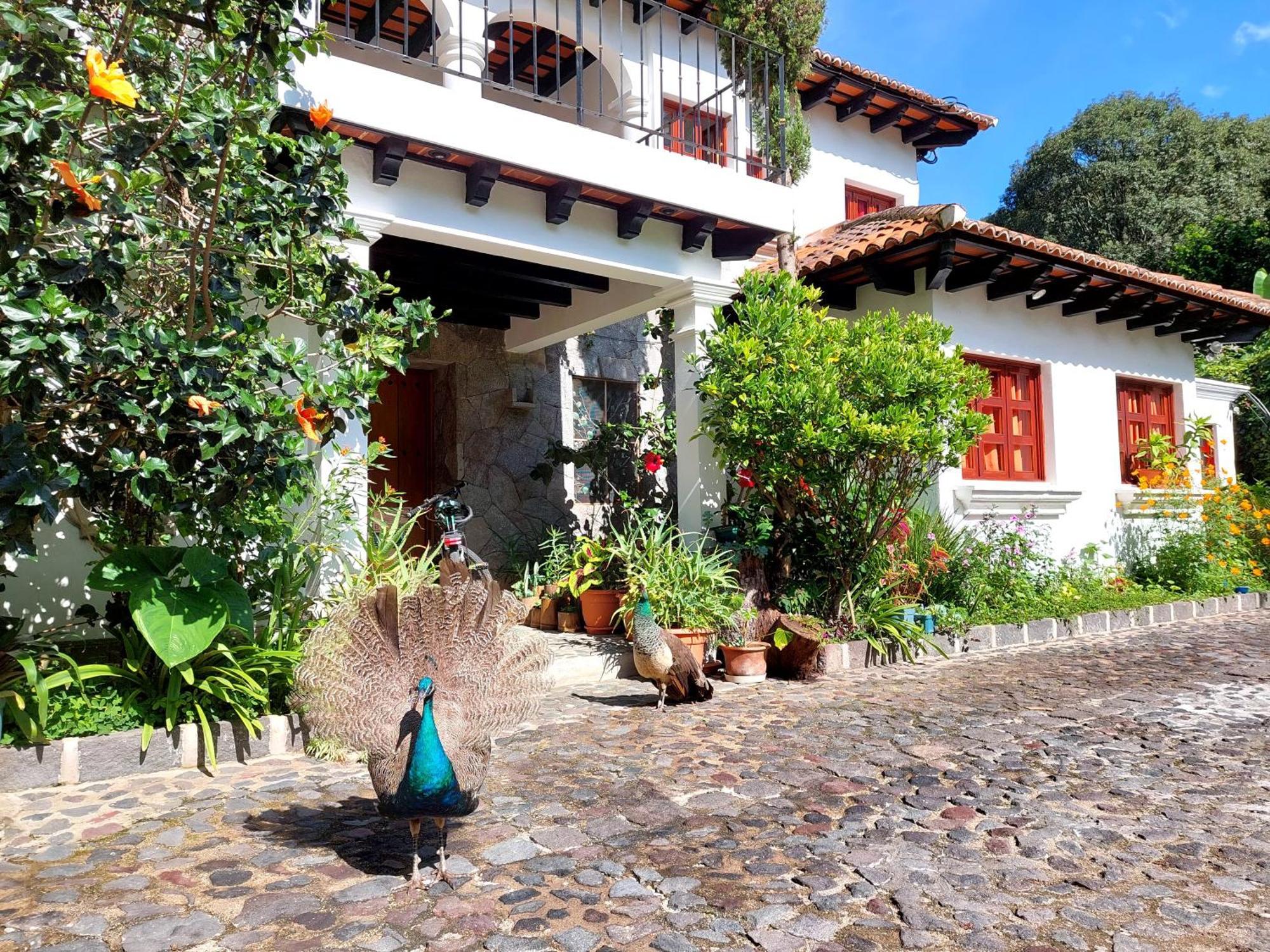 Hotel Y Jardines Casa Buho Антигуа-Гватемала Экстерьер фото
